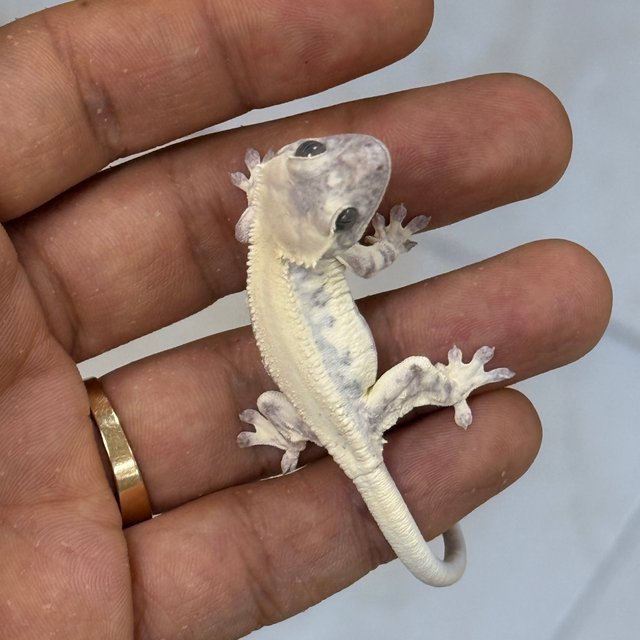 Axanthic LW Sable