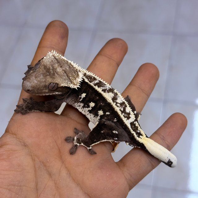 Axanthic