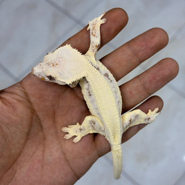 LW Sable