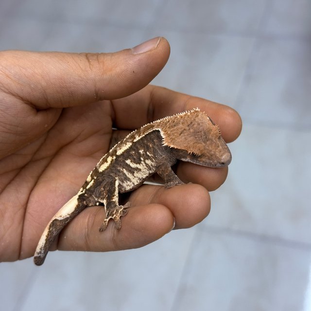 100% Het Axanthic Cappuccino
