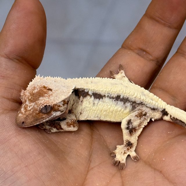 LW Sable 100% Het Axanthic