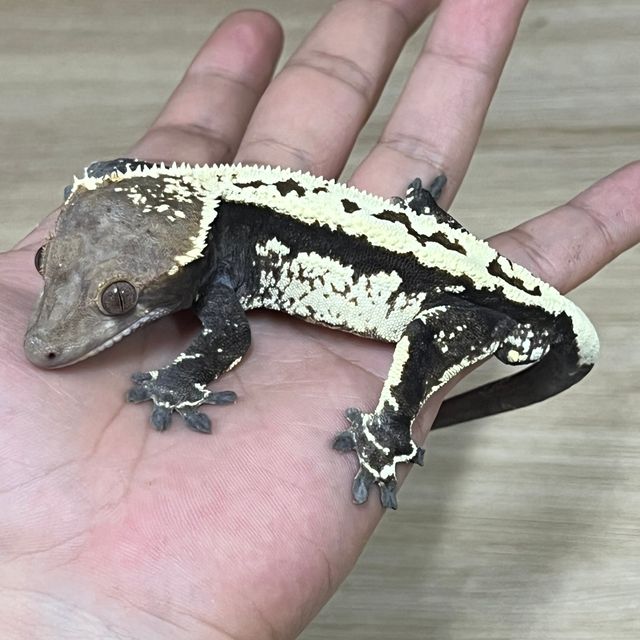 카푸치노