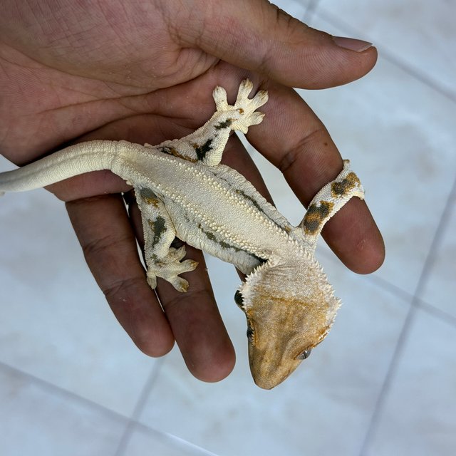Lilly White