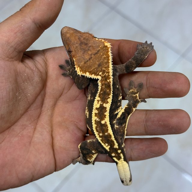 Cappuccino 100% Het Axanthic