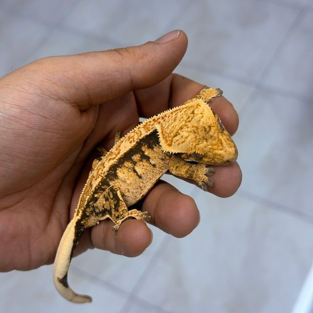100% Het Axanthic Normal