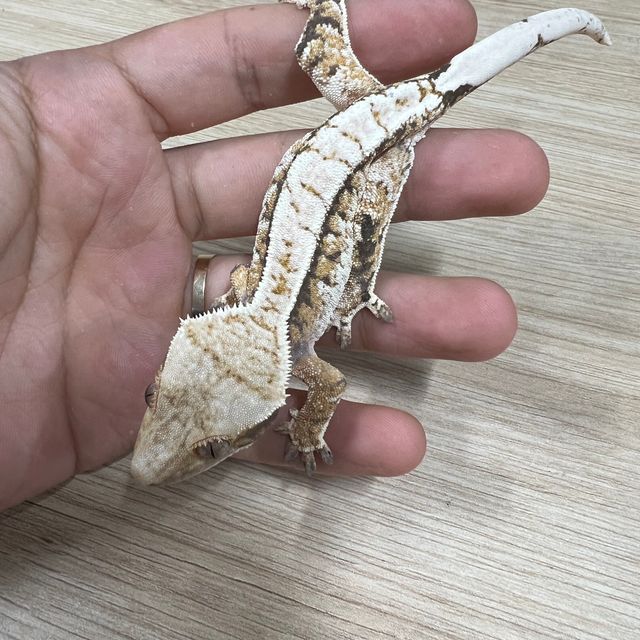 노멀