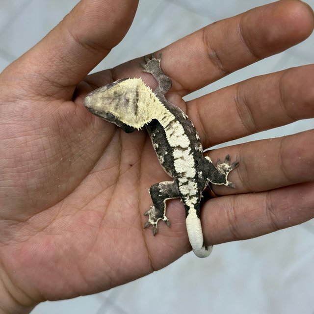 Axanthic