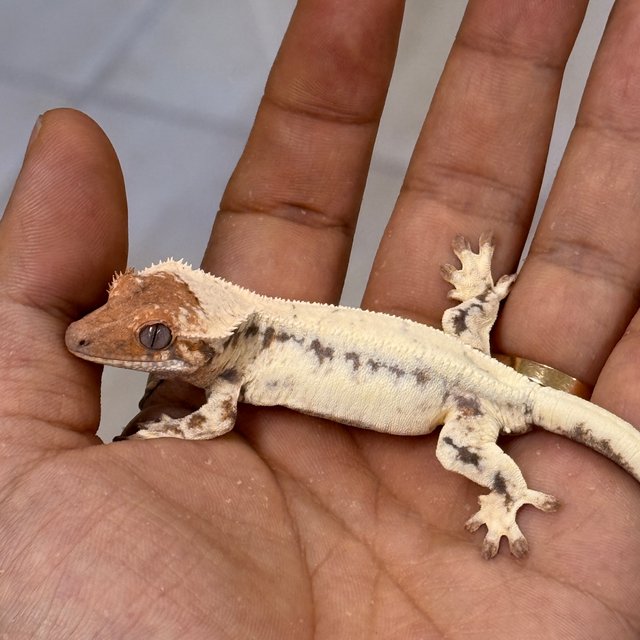 LW Sable 100% Het Axanthic