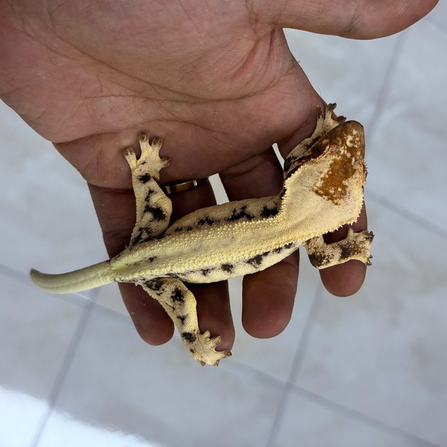 100% Het Axanthic LW Sable