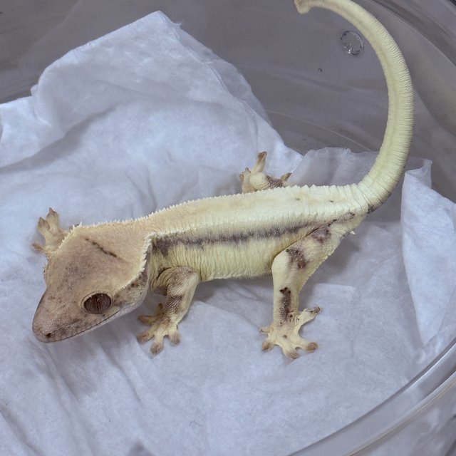 LW Sable 100% Het Axanthic