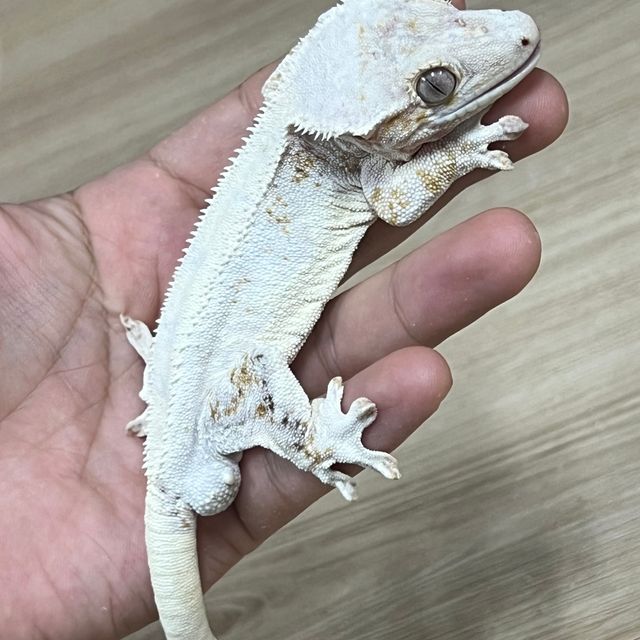 릴리화이트