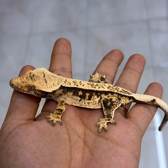 Normal 100% Het Axanthic