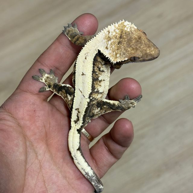 세이블