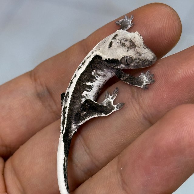 Axanthic