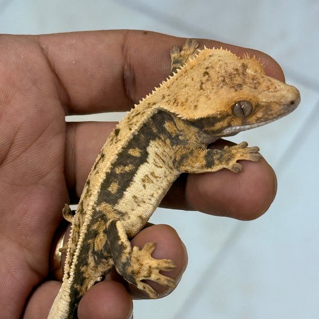 Normal 100% Het Axanthic