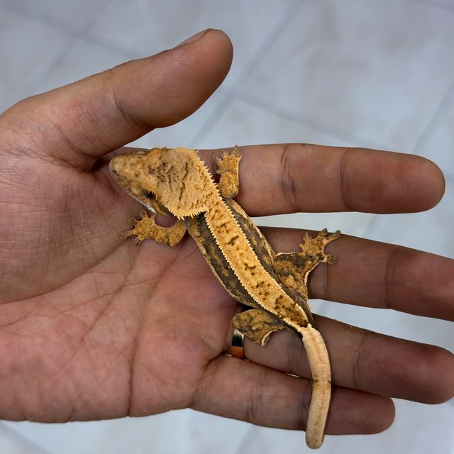Normal 100% Het Axanthic