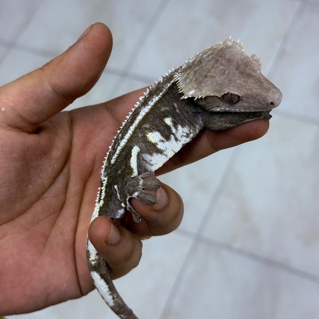 Axanthic