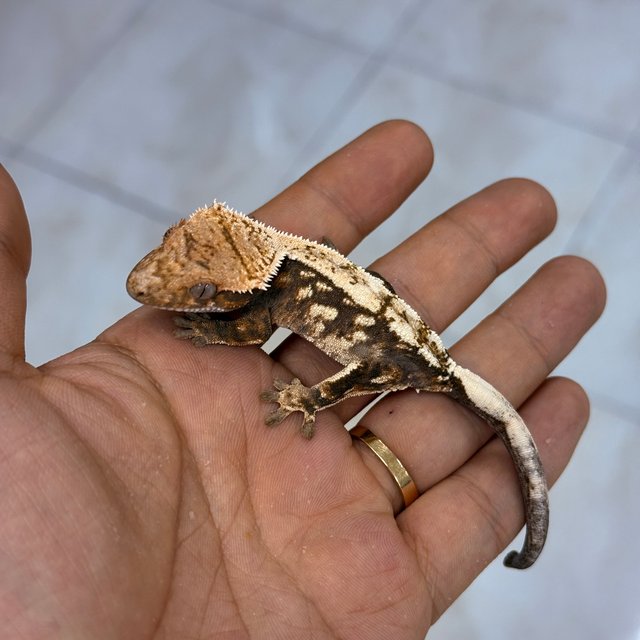 100% Het Axanthic Sable