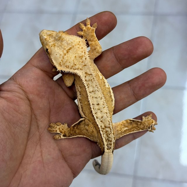 100% Het Axanthic Normal