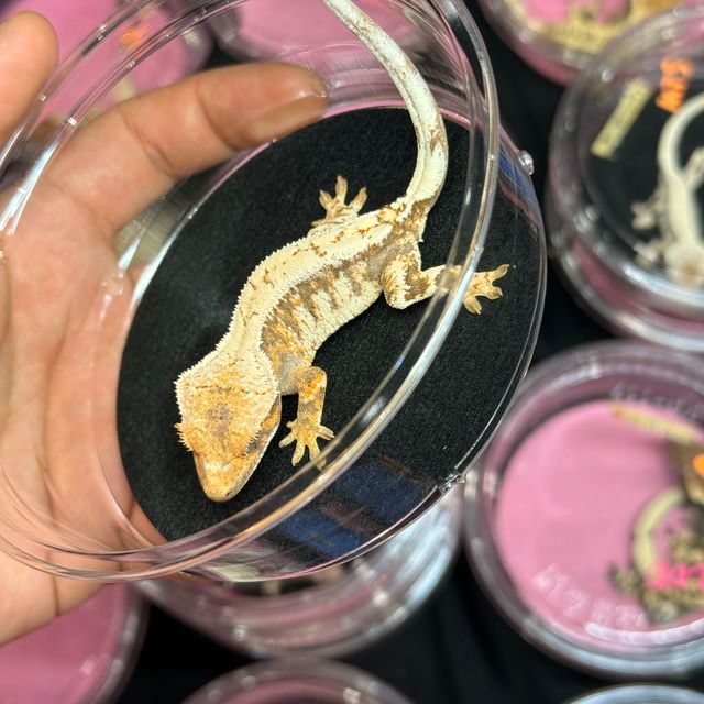 세이블