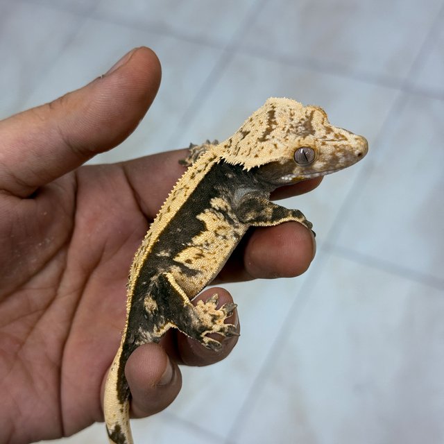 100% Het Axanthic Normal