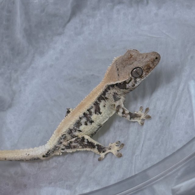 LW Sable 100% Het Axanthic