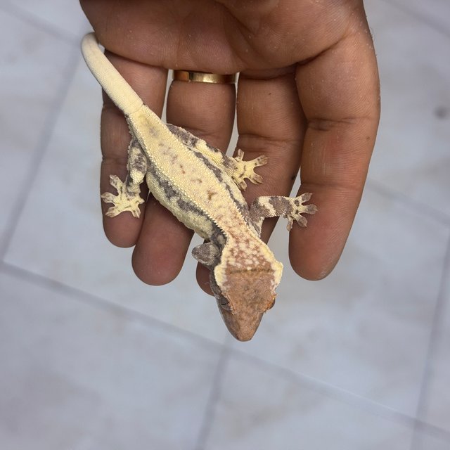 100% Het Axanthic Frappuccino