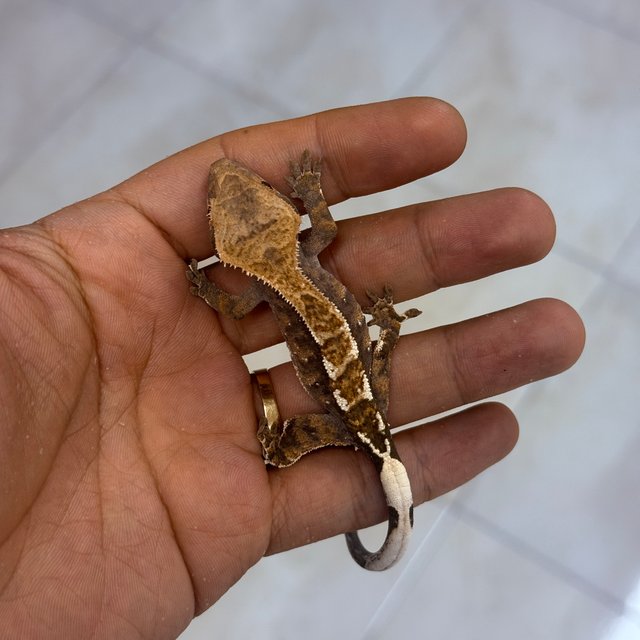 카푸치노 100%헷아잔틱