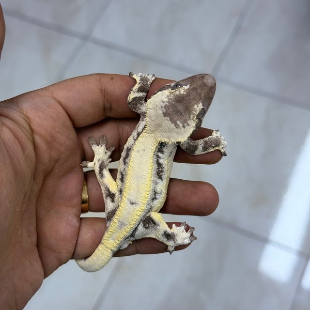 LW Sable Axanthic