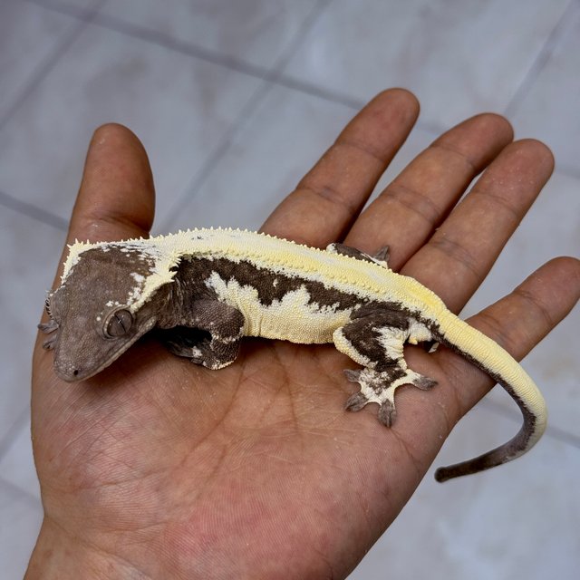LW Sable Axanthic
