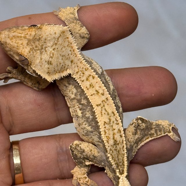 Normal 100% Het Axanthic