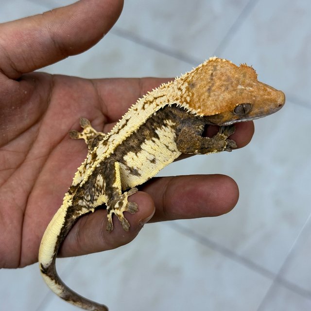100% Het Axanthic Cappuccino