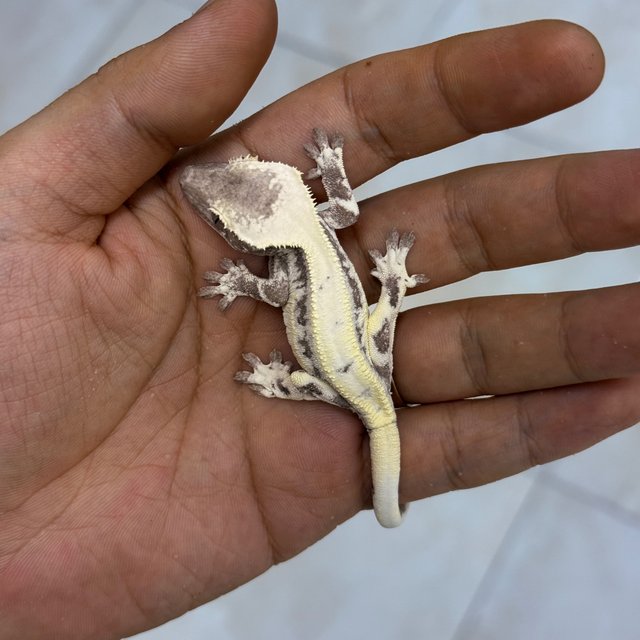 Axanthic LW Sable