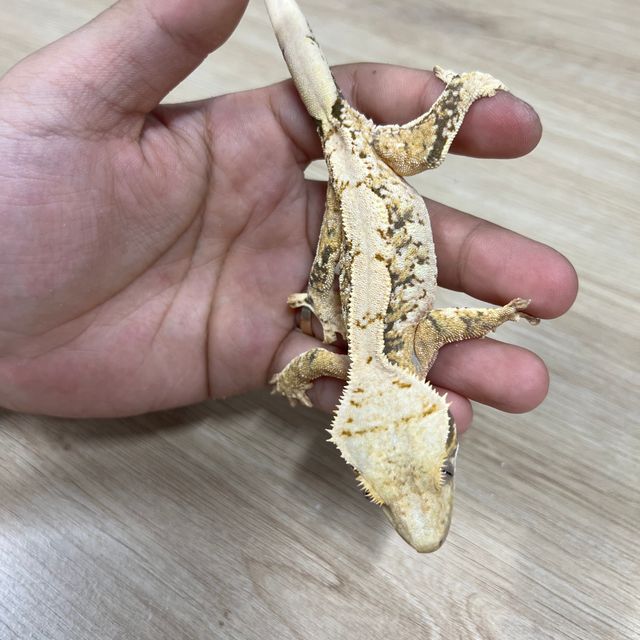노멀