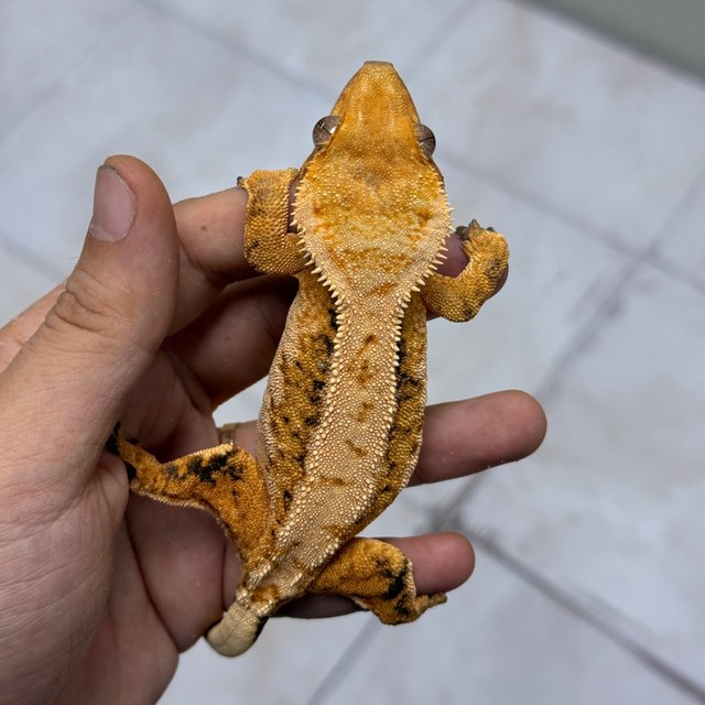 Normal