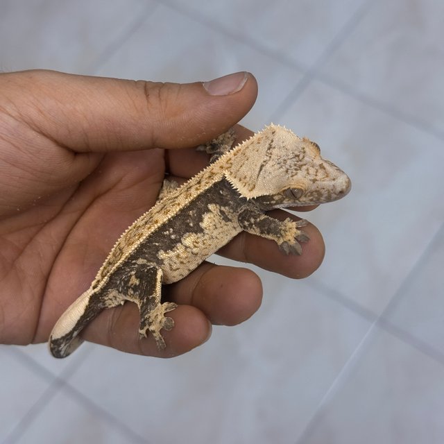 Normal 100% Het Axanthic