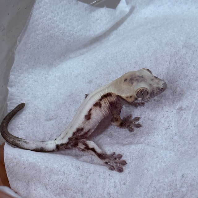 100% Het Axanthic Super Sable LW