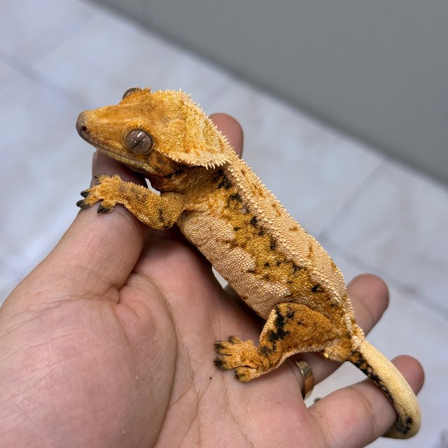 Normal