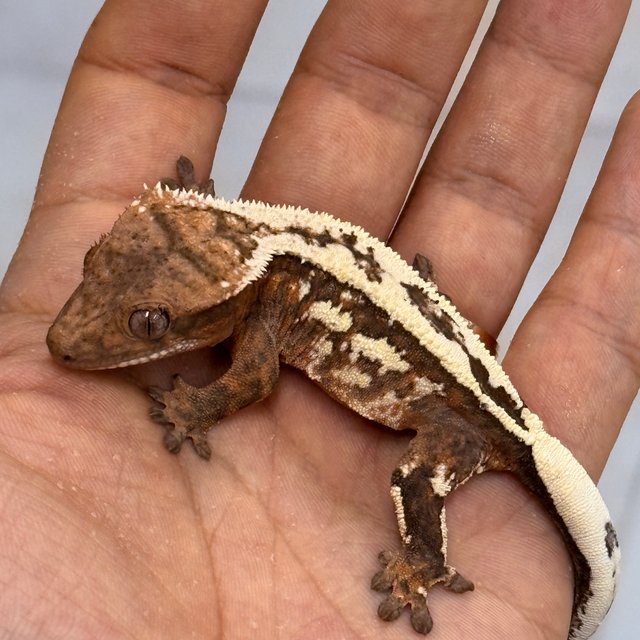 100% Het Axanthic Sable