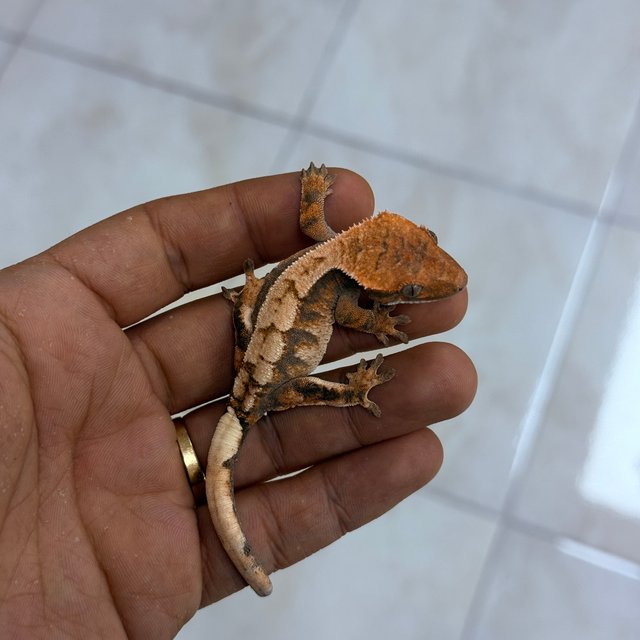 세이블 100%헷아잔틱