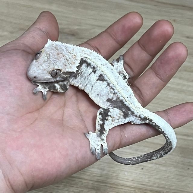 카푸치노