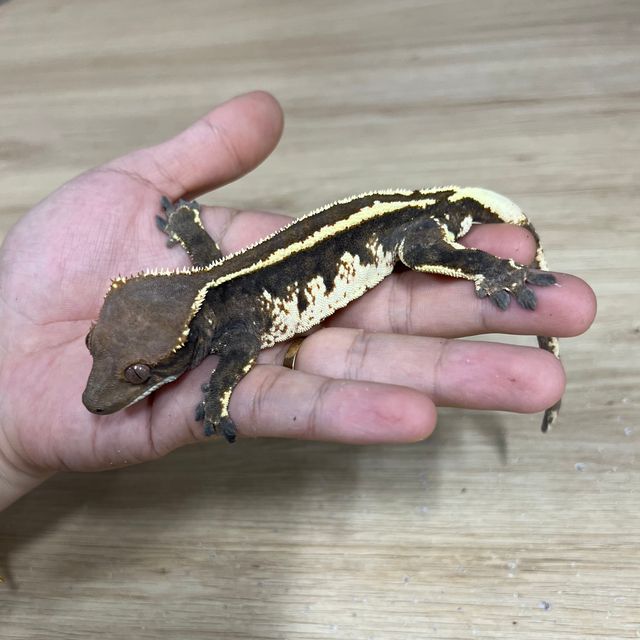 카푸치노