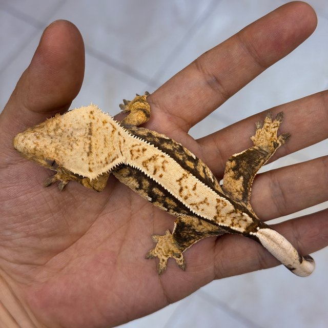 100% Het Axanthic Normal