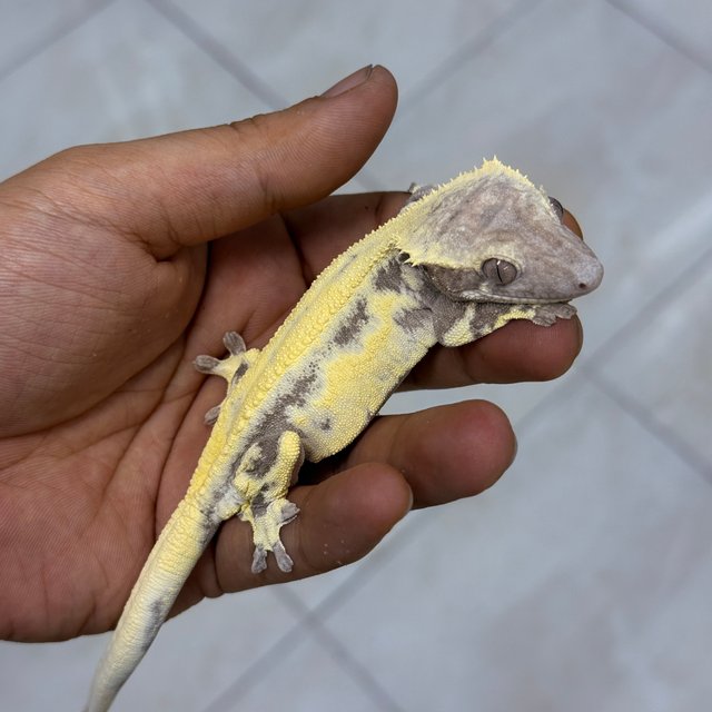 Axanthic LW Sable