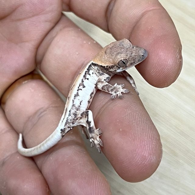 릴리 세이블