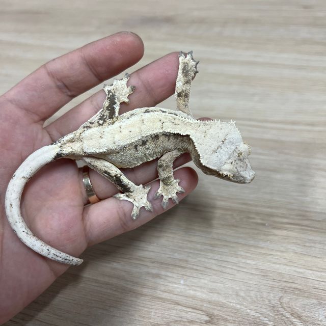 노멀 드리피