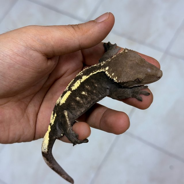 Sable Axanthic