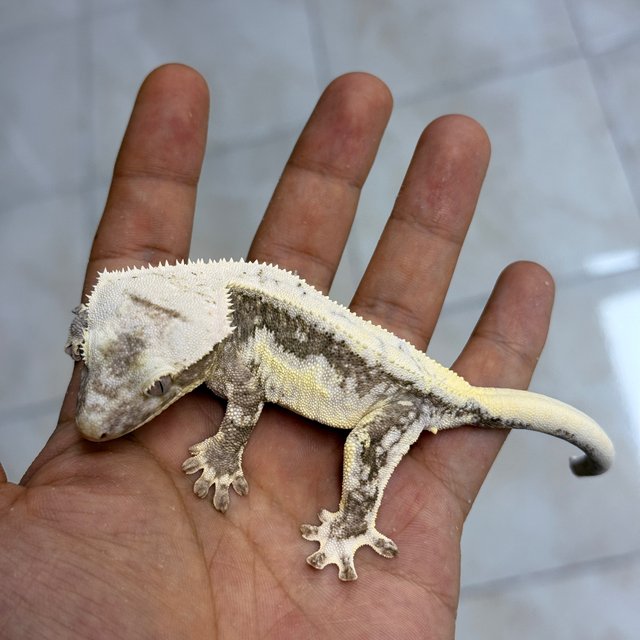 Lilly Axanthic