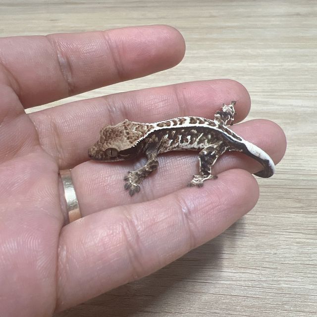 카푸치노