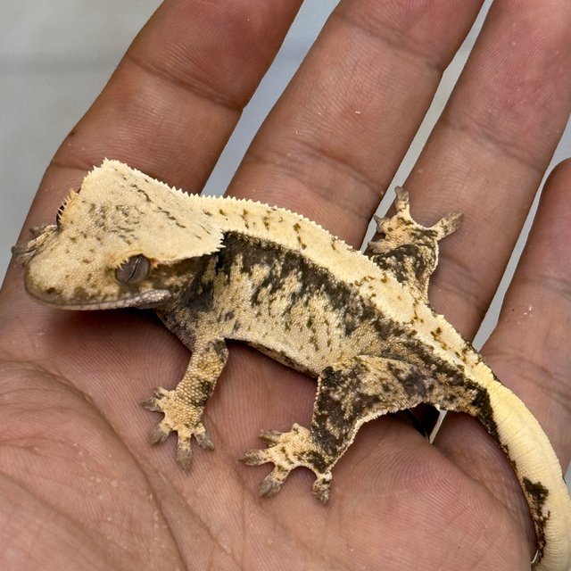 100% Het Axanthic Normal
